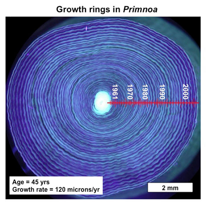 Ultraviolet light illuminates the growth rings in a cross section of a 44-year-old deep-sea coral (Primnoa resedaeformis) collected of the coast of Newfoundland at 400 meters (Sherwood et al., 2005). Similar to trees, this cross section reveals coral-growth rings that can be counted to determine the age of the coral.