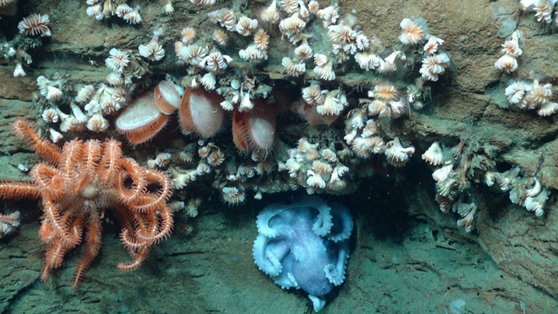 On this project we have encountered many species of invertebrates living together on the steep canyon walls. Here an octopus, basket star, bivalves, and dozens of cup coral all share the same overhang. The cup corals are Desmophyllum, one of the species targeted by geneticists for taxonomic study.