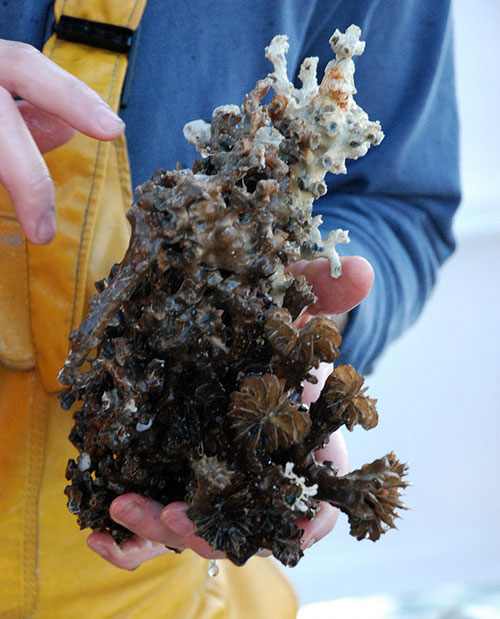 A cluster of two species of deep-sea coral skeletons grown together