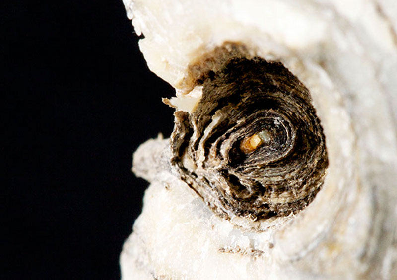 Close-up of the above coral branch, showing a cross-section of its growth bands. At very high resolution one can count these annual growth bands to determine age. This particular species deposits both a carbonate (light) and proteinacious (dark) material to form its skeleton.