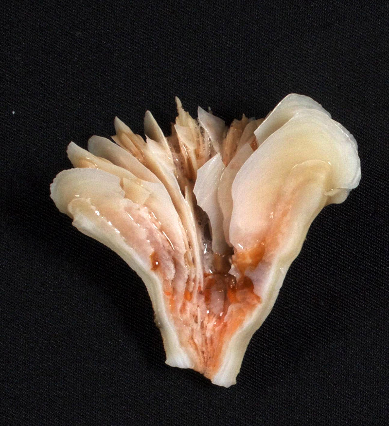A cross-section view of Desmophyllum, revealing its internal structure. The life history of the cup corals collected will be studied extensively after the expedition.