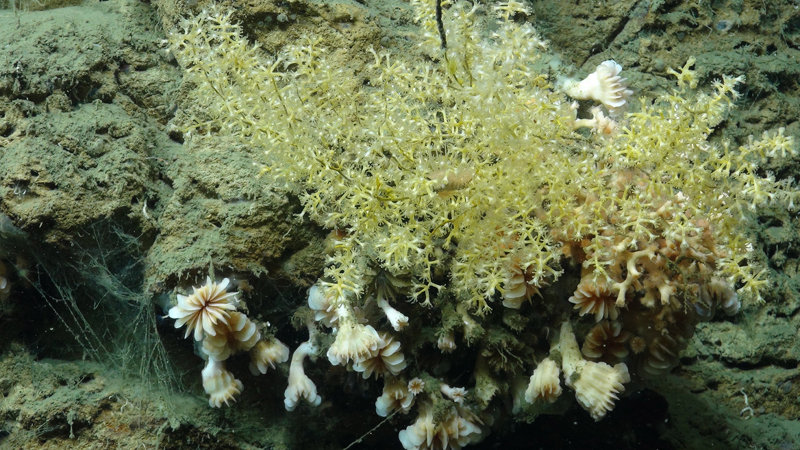 The diversity of coral species on the canyon walls was quite high at times. Here three species grow together on a single outcrop – Desmophyllum (white, bottom), Acanthogorgia (light green), and Solenosmilia (white stony coral just visible at right).