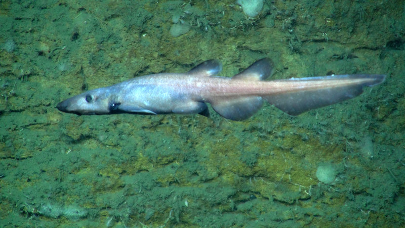 This strange looking, unidentified species of deep-sea shark was seen several times.