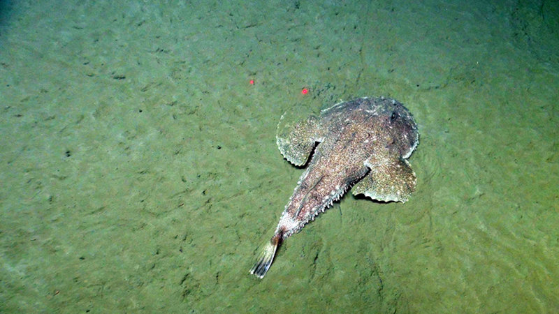 A goosefish, a type of anglerfish, lying in wait on the flat seafloor.