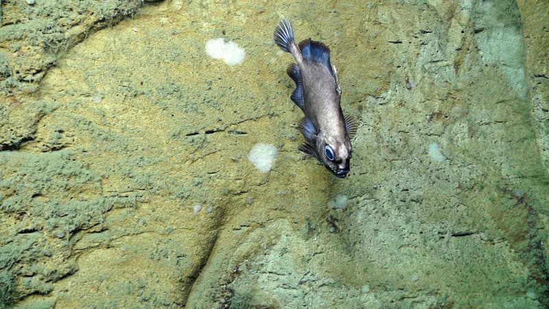 A fish of the family Oreosomatidae, or oreo for short, gliding along the canyon wall.
