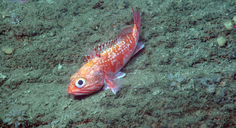 Blackbelly rosefish – these striking fish are fairly common in the rocky canyon habitats.