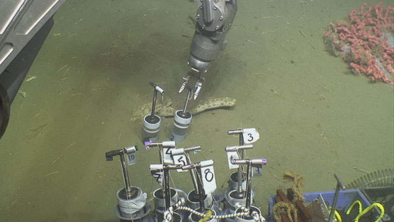 ROV Jason collects sediment push cores that USGS scientists will use to quantify the abundance, biomass, diversity, and community structure of sediment macrofauna and meiofauna (infauna) and analyze the sediment for particle size, organic carbon, nitrogen, and redox chemistry to better understand the sediment environment.