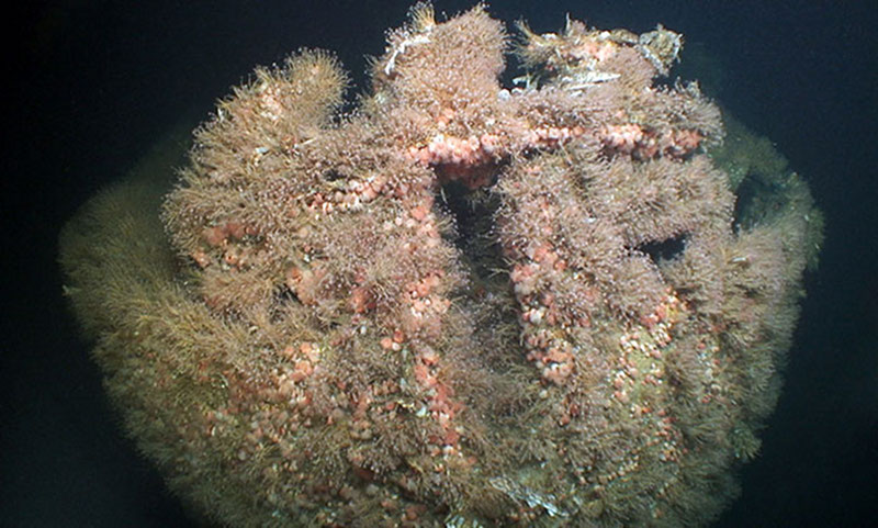 Shipwrecks not only have a historical story to tell, but are also teeming with life. The stern of one of the Billy Mitchell fleet is covered with anemones, hydroids, and catsharks.