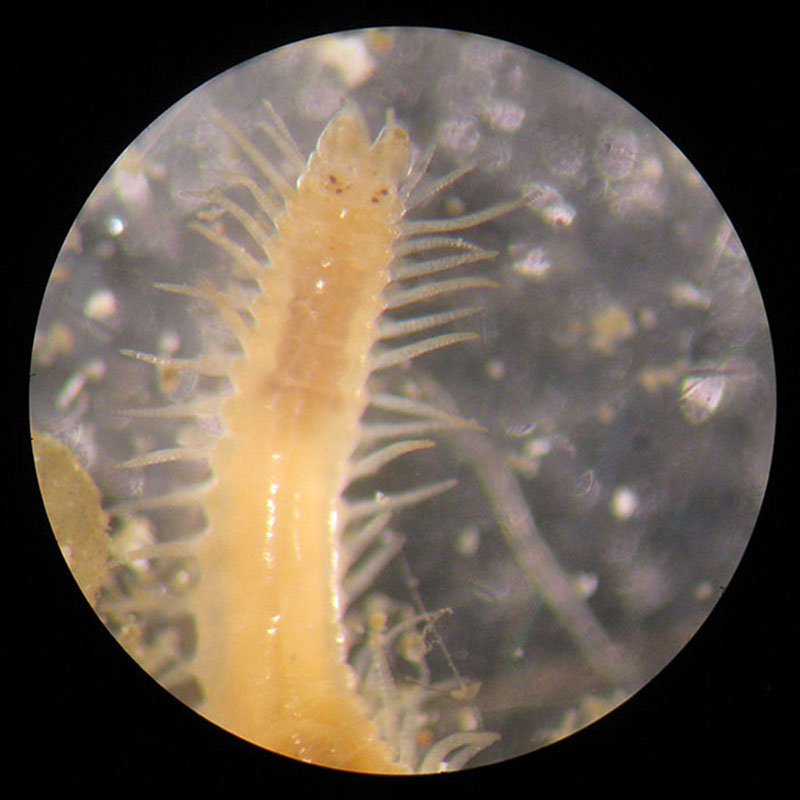 A syllid polychaete worm found within with a dead Desmophyllum coral skeleton found along the canyon wall.