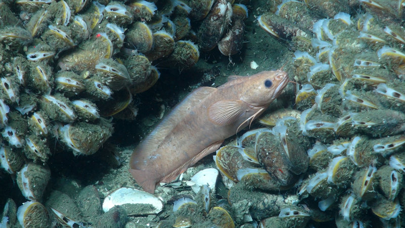 A species of rockling (Family Lotidae), related to hakes and cods, rests among the mussels.
