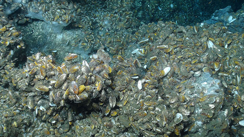 The vast mussel community was found on flat bottom as well as on rocks rising a meter or more off the seafloor.