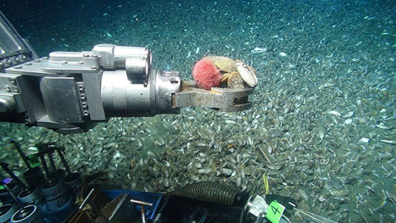 Jason collects a sea urchin and a few mussels from the expansive mussel bed with its manipulator arm.