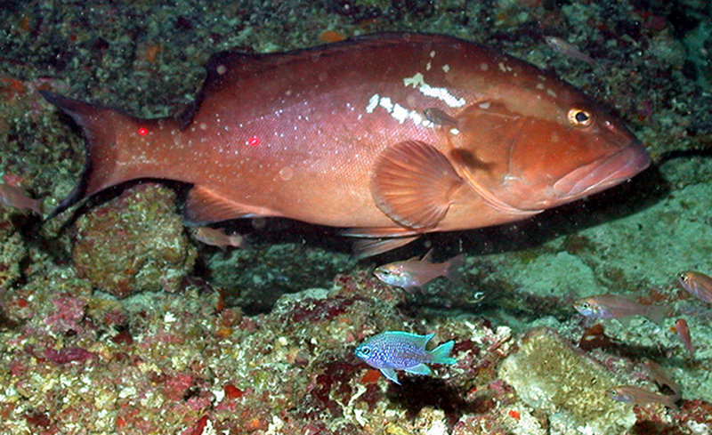 Figure 4. Red grouper Epinephelus morio in pit with purple reeffish Chromis scotti on Pulley Ridge.