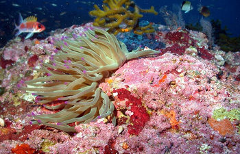 Gulf of Mexico Deep Sea Habitats Expedition