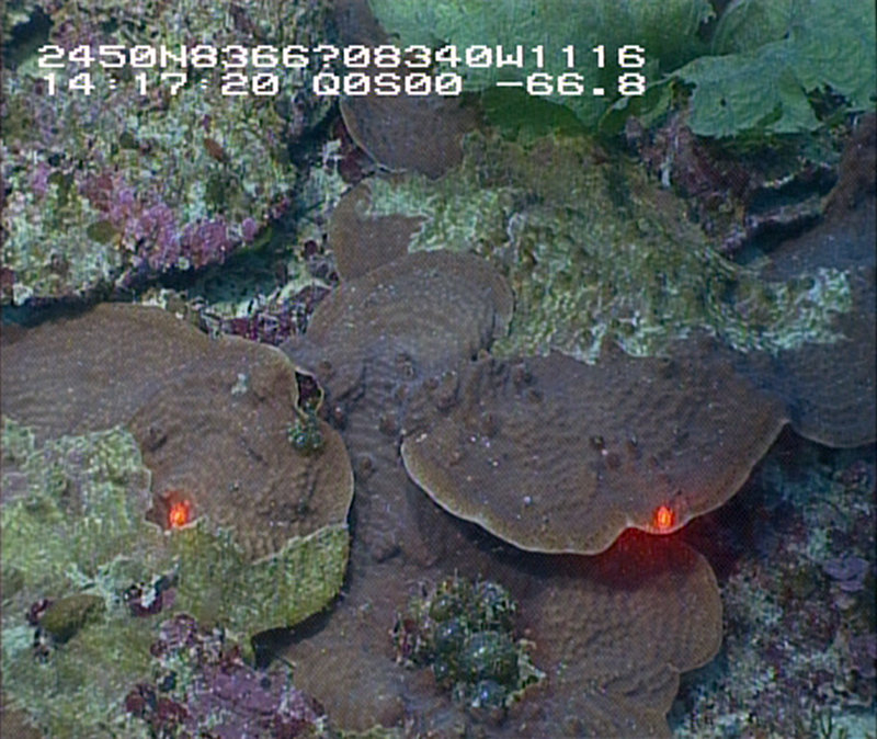 Figure 2. A view of the screen image from a remotely operated vehicle (ROV) of plate corals, Agaricia sp., on Pulley Ridge at 68 m. The red dots are lasers from the ROV with a known distance that allow scientists to estimate the size of organisms. 