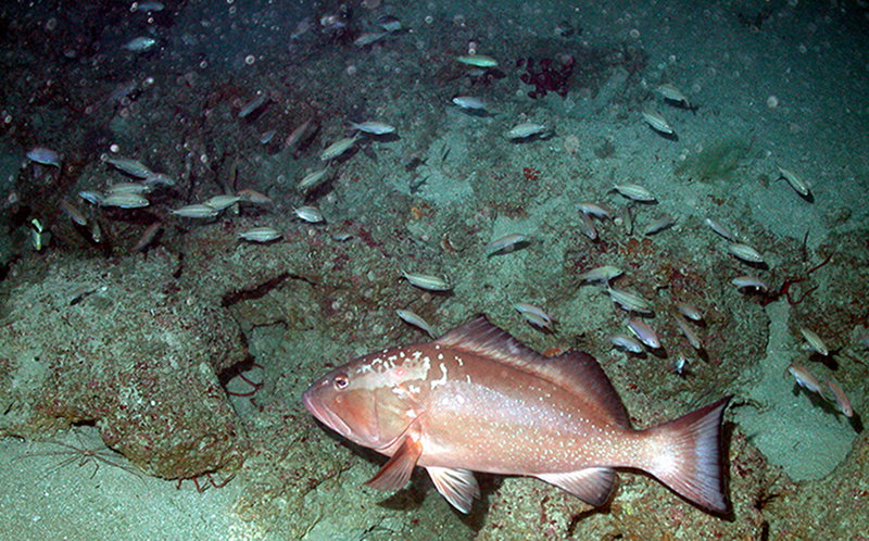 Figure 3. Understanding the value of the commercial fish species present at Pulley Ridge, such as the red grouper, Ephinephelus morio, is a key research objective for this project.
