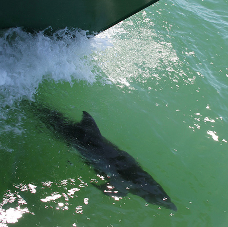 An Atlantic bottlenose dolphin rides the bow wave on the R/V F.G Walton Smith