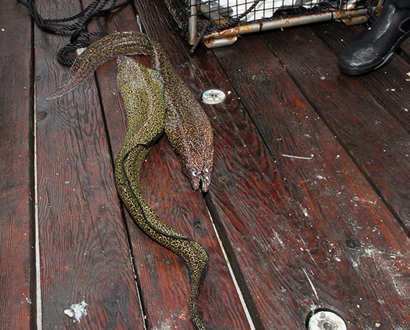 These two morays (Gymnothorax sp.) came up in a chevron trap with a pair of groupers