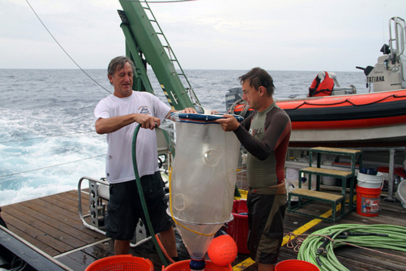 Rinsing a net to concentrate the organisms captured in the light trap for identification.
