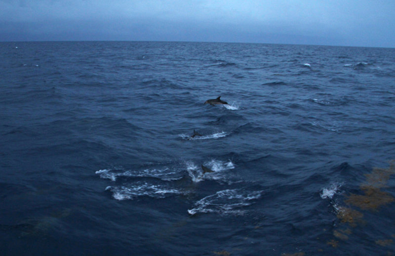 Spotted dolphins jump out of the water as they keep pace with the R/V Walton Smith