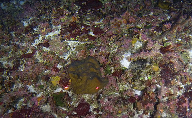 A colony of Madracis decactis (Ten-ray Star Coral).