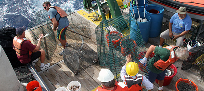 Setting the fish traps from the stern of the R/V Walton Smith at the end of each day was a team effort. These collections were quite successful with 62 specimens of the primary target species, red grouper (Epinephelus morio), being sampled, tagged, and returned to the sea.
