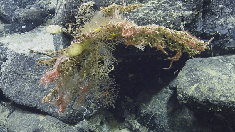 A diverse assemblage of scleractinians (stony corals), octocorals, and sponges.