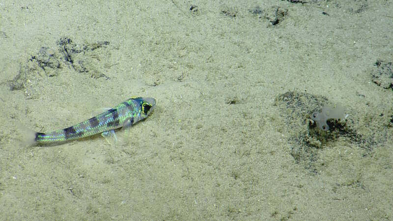 Chlorophthalmus agassizi (greeneye fish) is commonly observed resting on soft sediment habitat.