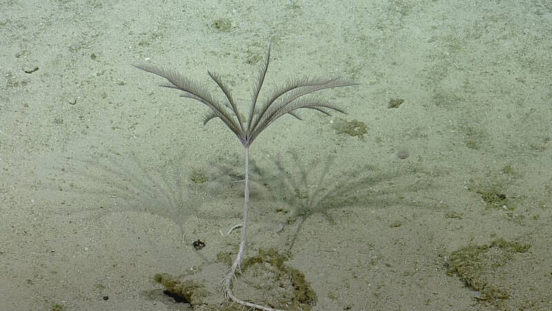 Stalked crinoids or sea lilies are a group of echinoderms that capture food particles from currents.