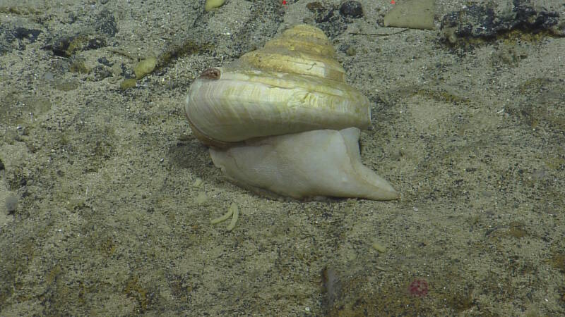 Close-up images of gastropods (Phylum Mollusca) such as this are rarely captured in deep sea habitats.