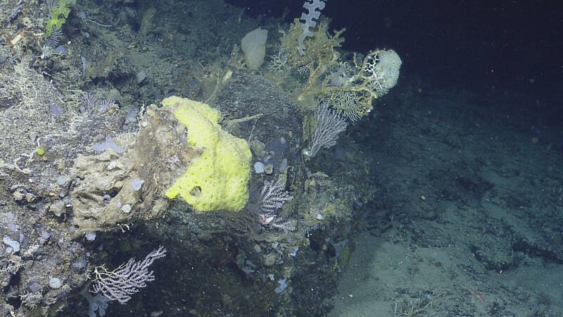 Hardbottom habitat as on Noroit Seamount provides substrate for the attachment of other species.