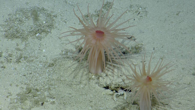 Two actiniarians (sea anemones), with a squat lobster peaking out of a small cave at the sediment surface.