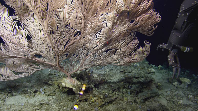 A large colony of a primnoid octocoral (Paracalyptrophora sp.) on Noroit Seamount.