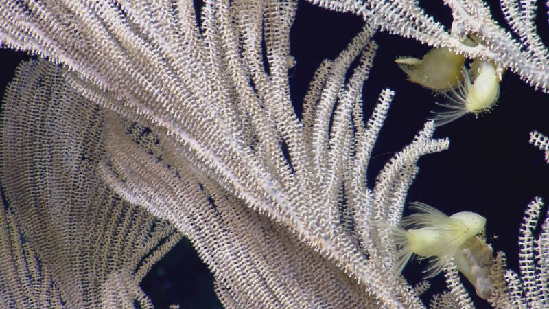 A close up of Paracalyptrophora sp. with polyps extending into the water column. This coral provides substrate for other animals, such as barnacles (on right). 