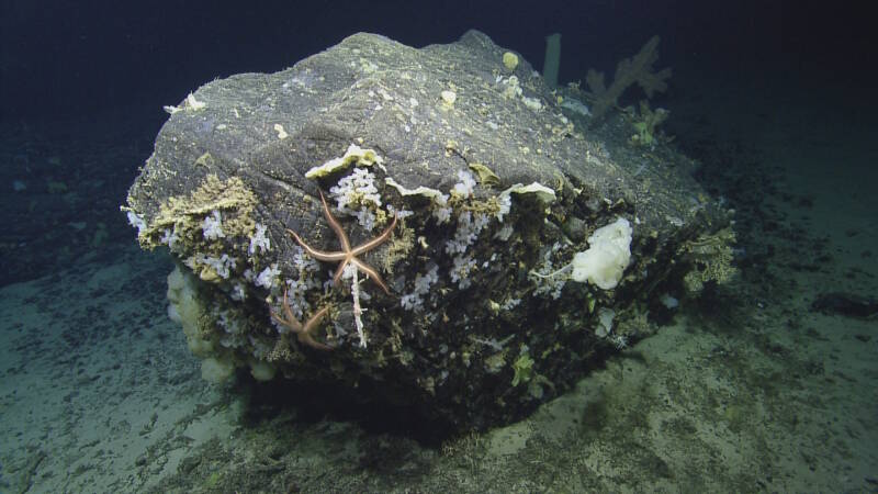 Large boulder which detached from flank of Dog Seamount and came to rest at its base.