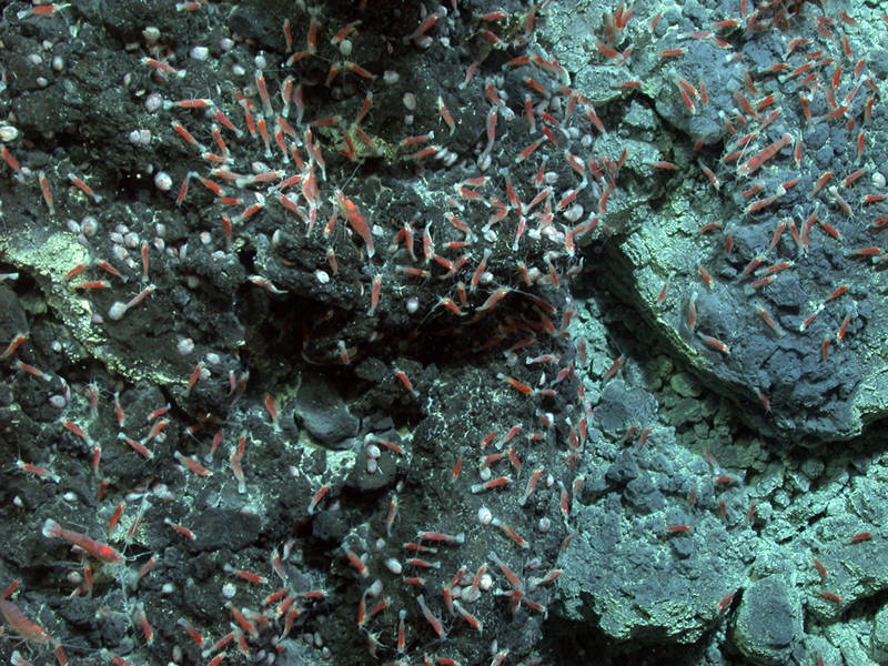 NW Rota 2010 Landslide exposed surfaces coated with sulphur where shrimp and limpets congregate.