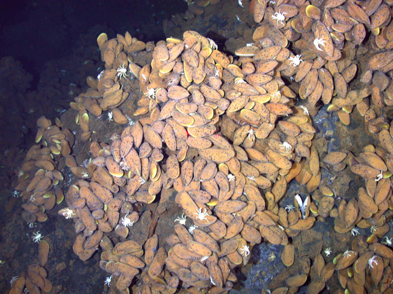 Eifuku mussel bed in 2006 where pH can be as low as 5.3.