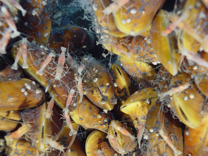 These mussels, shrimp, and limpets living at NW EIfuku seamount all depend on the chemical energy in hydrothermal vents for survival.