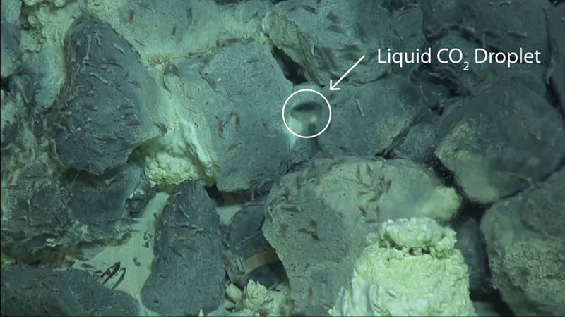 A droplet of liquid CO2 rises from the seafloor in the Champagne vent field at a depth of 1600 meters.