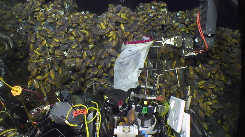 The Jason manipulator arm uses a scoop bag to collect mussels at NW Eifuku.