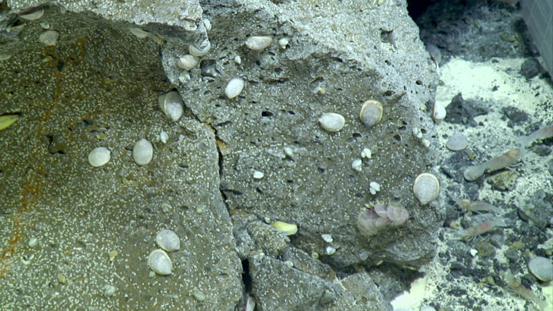 A basaltic andesite rock at NW Eifuku is covered with Shinkailepas limpets and thousands of their tiny egg capsules (white dots). One side note about these limpets: like the mussels at NW Eifuku, these limpets had paper thin shells!