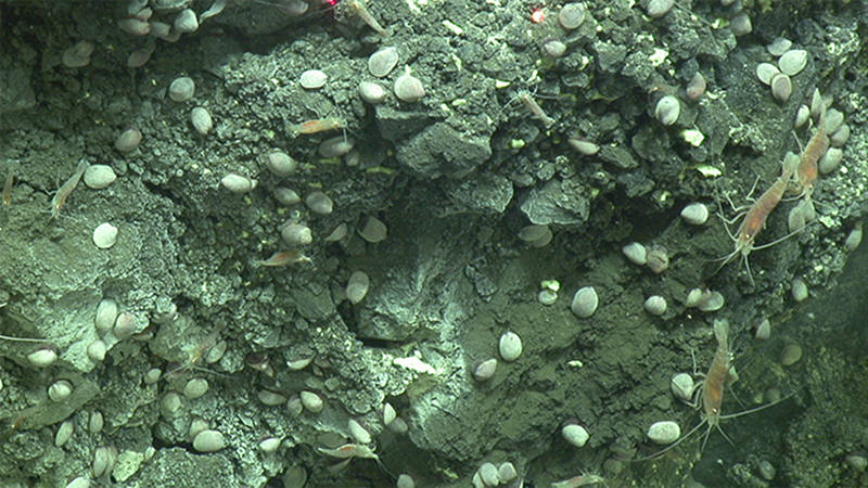 The Shinkailepas limpets at NW Rota were formerly only found in a small area, but have now spread over a larger area now that the volcano is inactive.