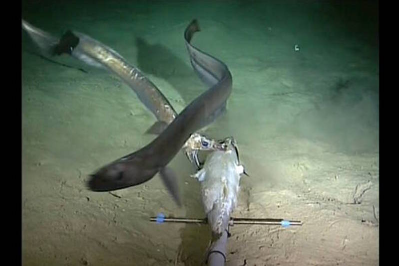 The hadal lander deployed by Alan Jamieson and Thomas Linley from the University of Aberdeen provides a rare glimpse at a few of the animals that live in total darkness on the deep seafloor.