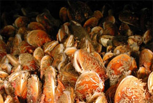 Mussels seen during exploration of brine pools in the Gulf of Mexico. Symbiotic bacteria living in the gills of the mussels use the methane to feed the host mussel.