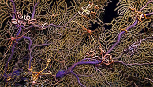 Brittle stars on Paramuricea coral at site visited during mission.