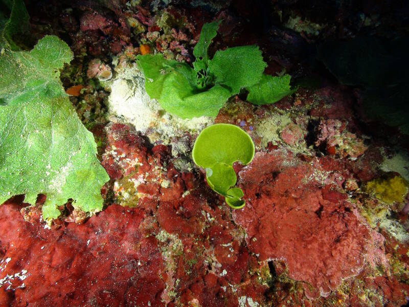 Figure 2- Some of the species of algae found on Pulley Ridge: unidentified red coralline, leafy green Anadyomene menziesii, and the green calcareous Halimeda tuna. 