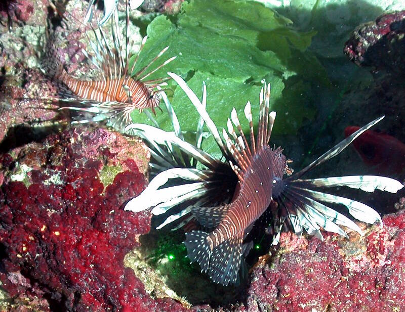 Connectivity is not always a good thing. Ecological connectivity can also bring new pathogens, diseases, or invasive species. For example, lionfish invasions in the Western Atlantic, Wider Caribbean, and Gulf of Mexico provide strong evidence for connectivity at regional scales.
