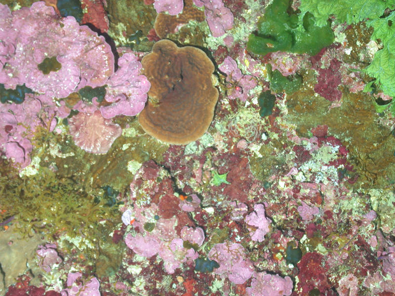 The dominant communities providing structural habitat at Pulley Ridge are coralline algae (thin pink plates) and hard coral (brown plates are Agaricia sp.).