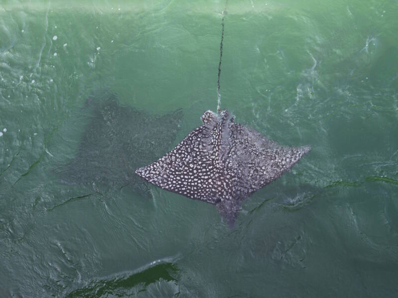 Two spotted eagle rays (Aetobatus narinari) hang out in the tidal current in Bear Cut