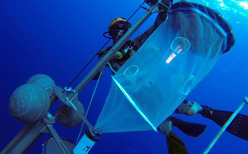 Cedric Guigand deploys light traps in the evening.